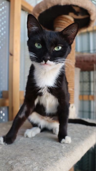 Ищем дом красавице Матильде!