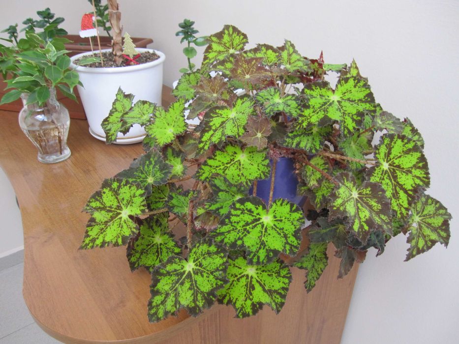 Canon Digital IXUS 110 IS 12,1МРх