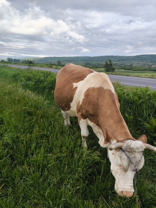 vând vacă balțată Românească