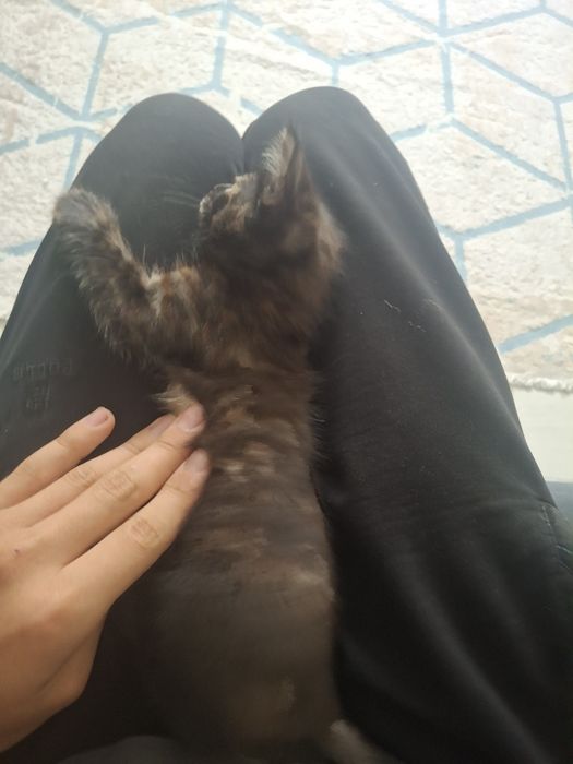 Котенок девочка(вроде)