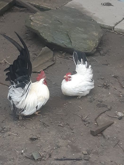 Pereche găini Chabo Siro