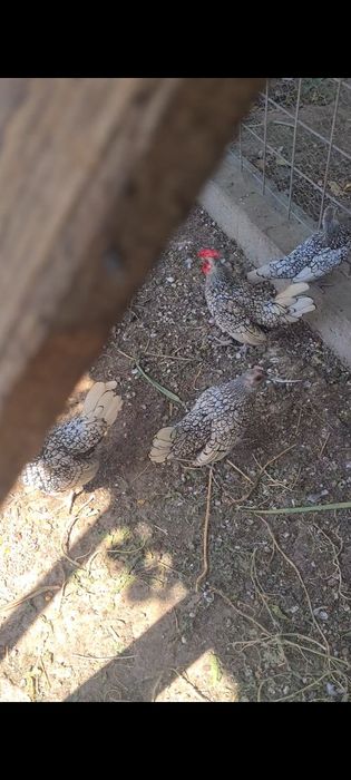 Gaini sebright argintiu -pui- pasari ornamentale de calitate