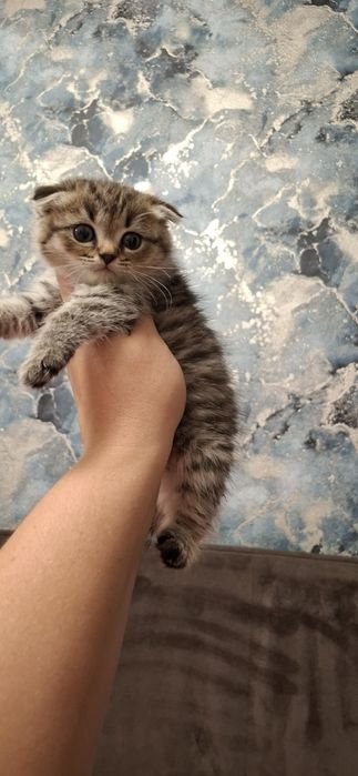Шотландские вислоухие котята