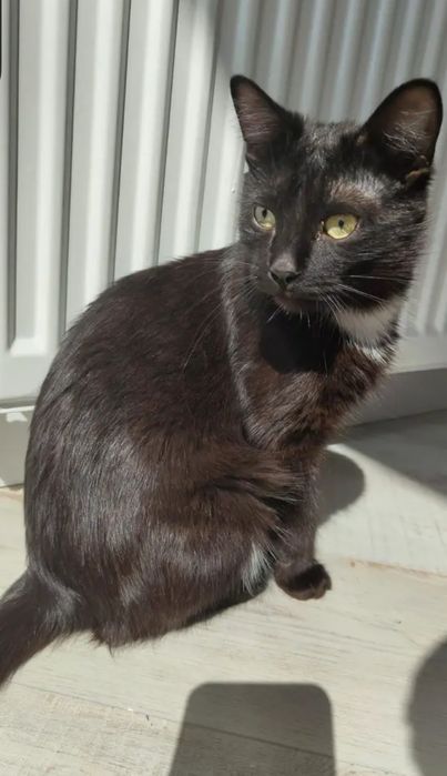 Котик котенок кот