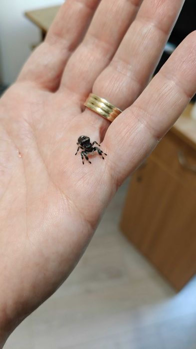 Paianjen saritor Phidippus regius