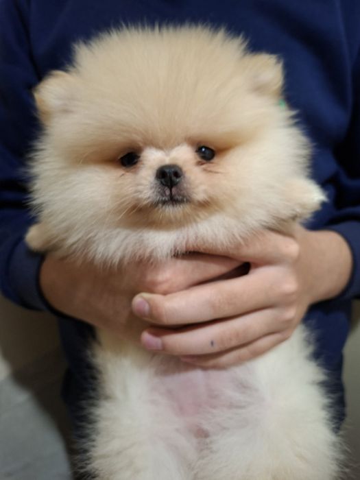 Померан малък шпиц момичета