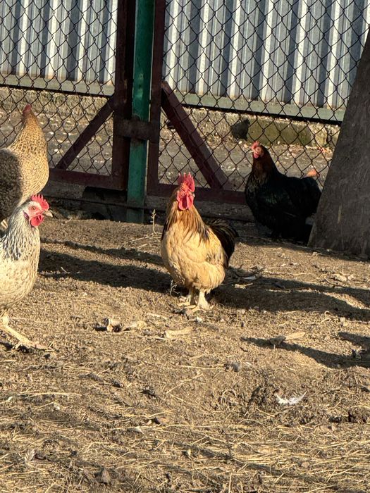 Продаются молодые карликовые петушки