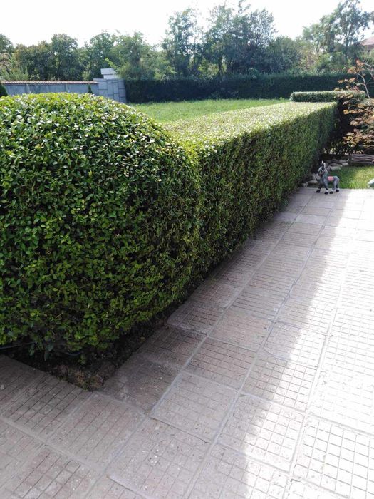 Лигуструм (жив плет)