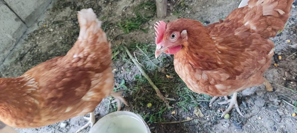 Продам молодых домашних курей