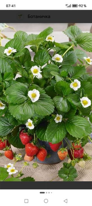 Малина ремантантная и клубника