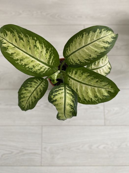 Продам Диффенбахию Tropic Snow