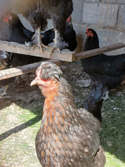 Қол тұқымы сатылады