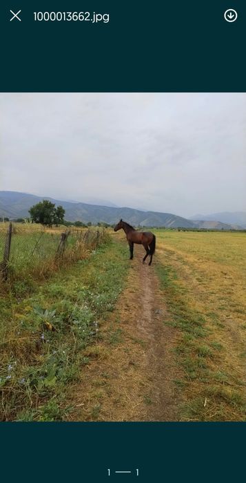 Кулынды Бие, тай