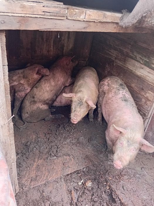 Продаются подсвинки