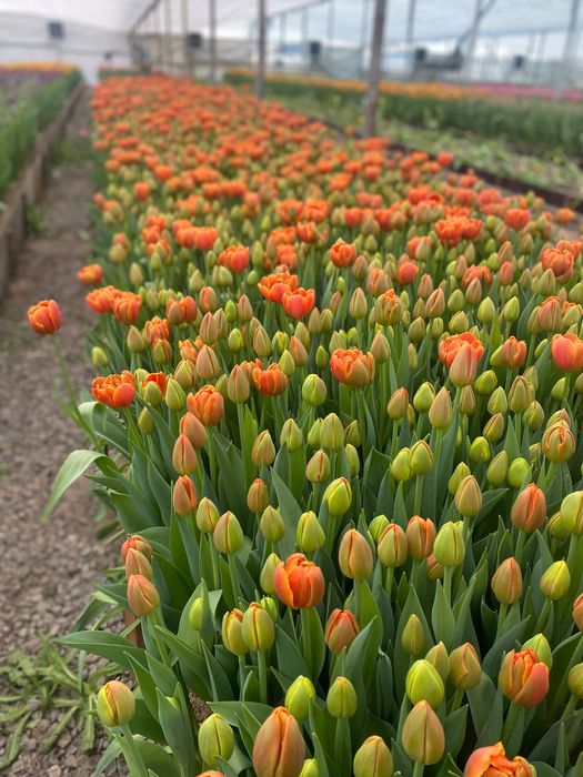 Тюльпан оптом премиум класса