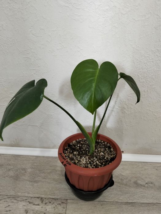 Продаются комнатные цветы