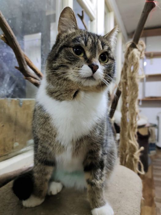 Отдам кошку в добрые руки