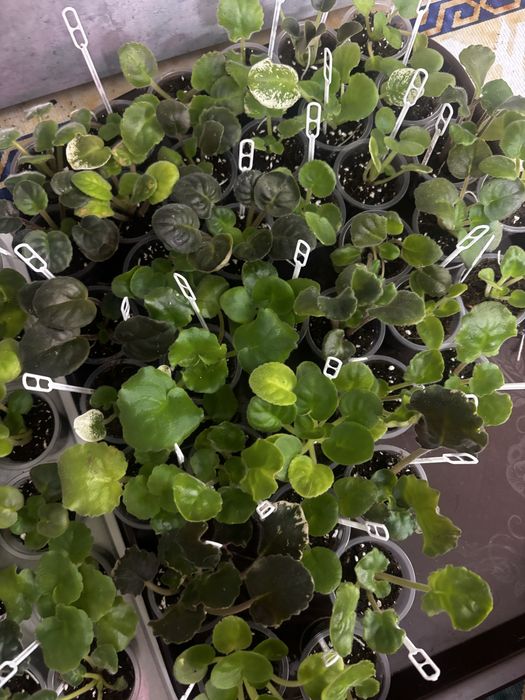 Детки сортовых фиалок