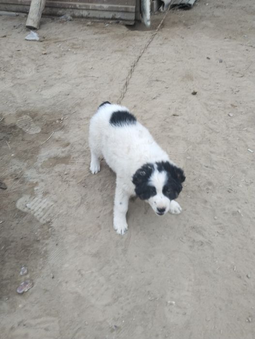 Төбет қазақи 2 айлық