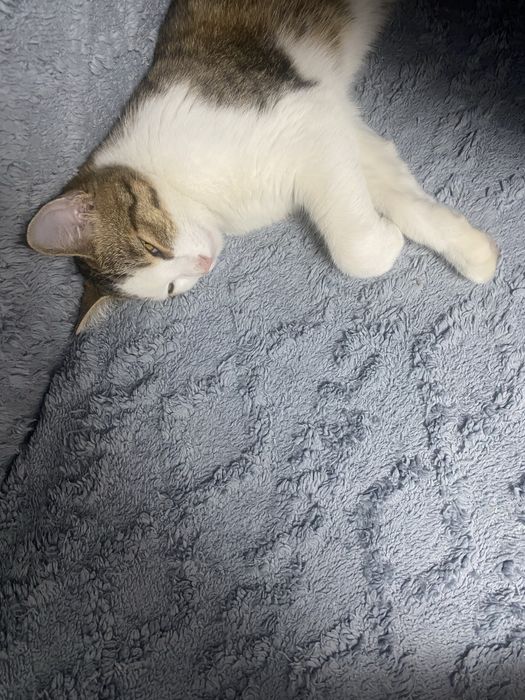 Малыша предали и выкинули, срочно ищем дом