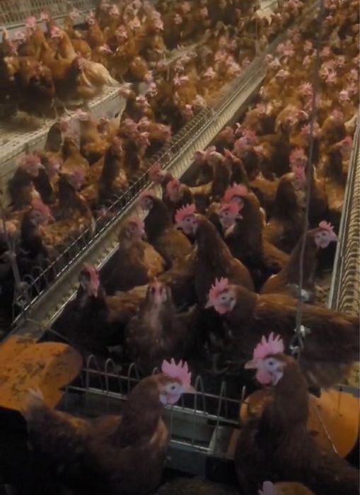 Vand gaini rosi ouatoare