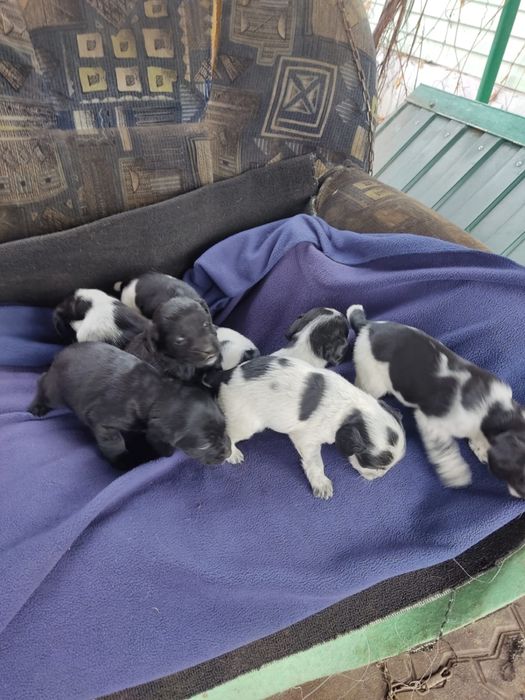 Кокер спаниель русский