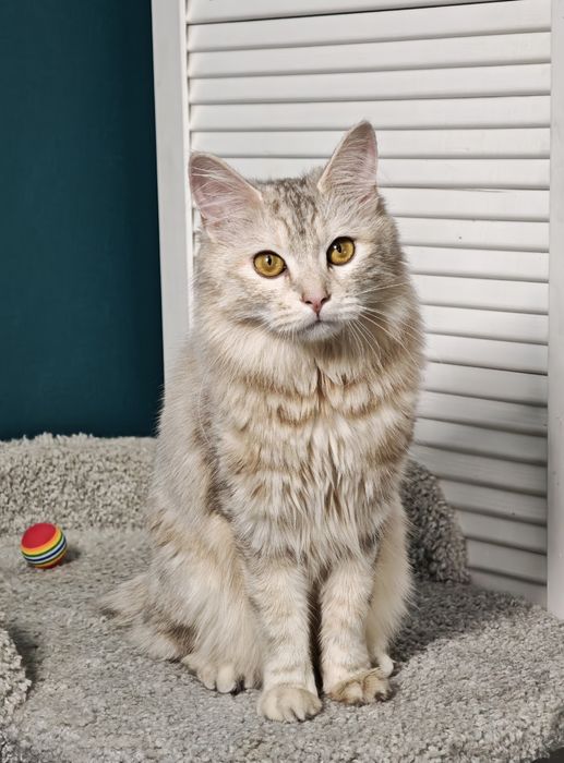 Кошечка курильский бобтейл