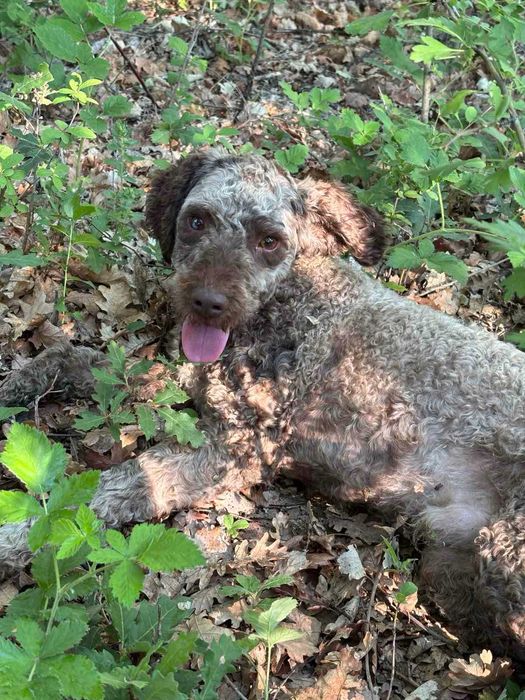 Кучета за трюфел