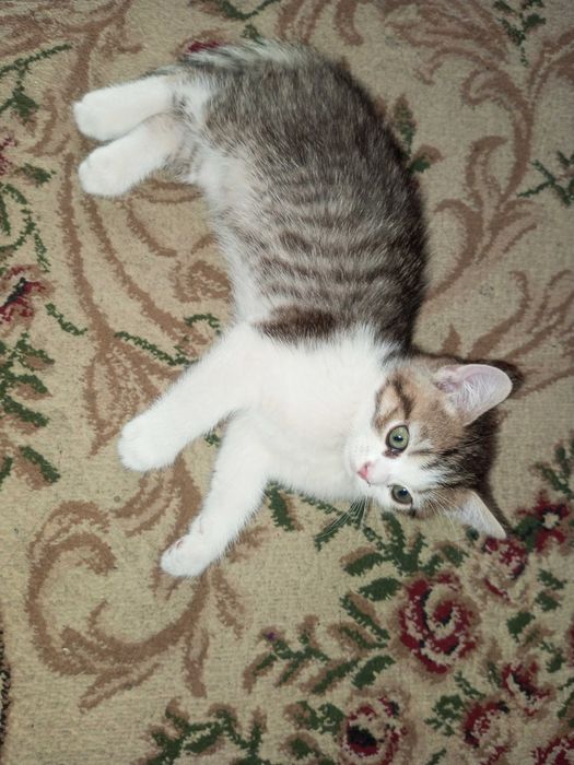 Shatlanskiy Skotsh strayt