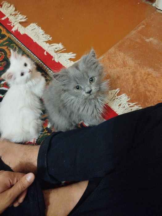 Soglom va juda uyinqaroq