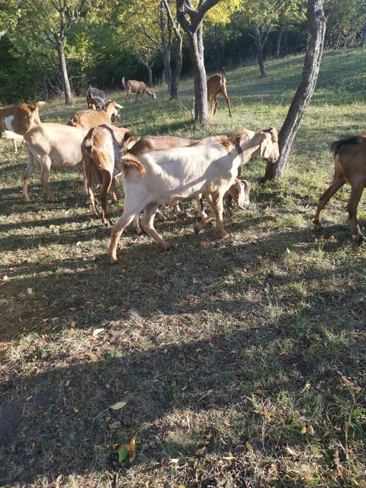 Vind tap anglonubian de 1 an bun de monta