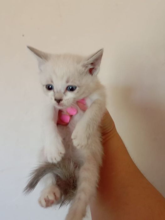 Котята в ответственные руки