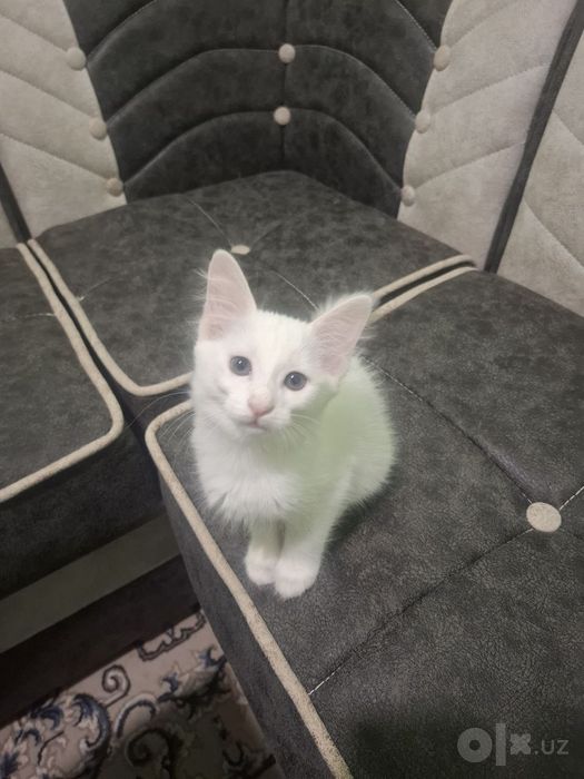 Котята бесплатно