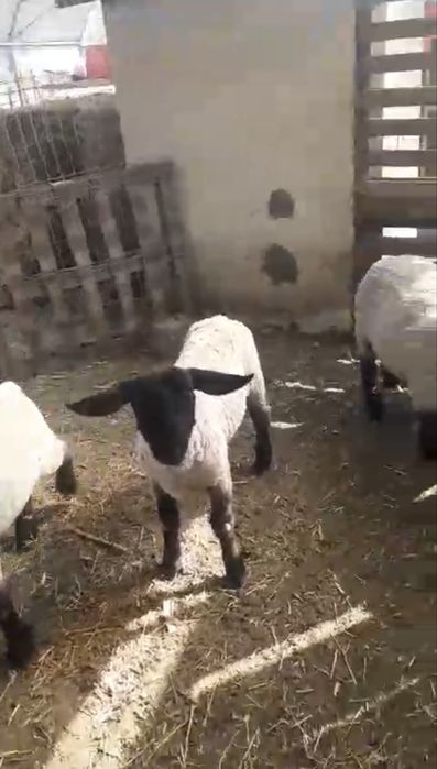 Vand 2 oi la a doua fatare, 2 oi de anul trecut si 1 berbec de doi ani
