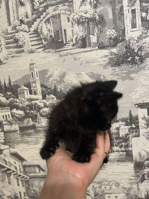 Отдам в добрые руки