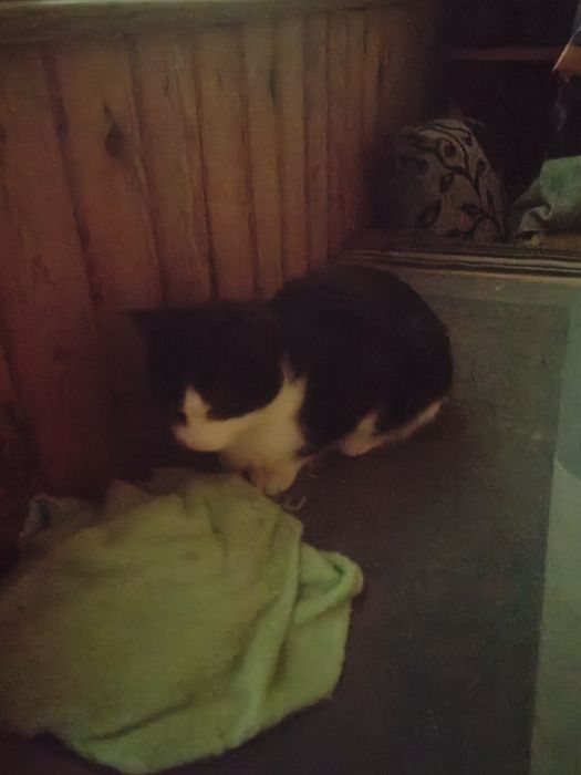 Котенок ищет дом и добрых хозяев