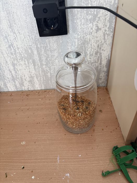 Попугаи волнистые