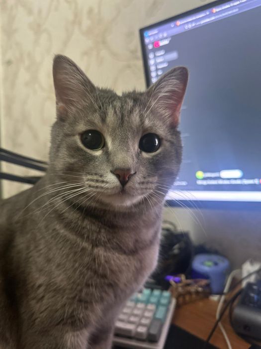 Пропал кот