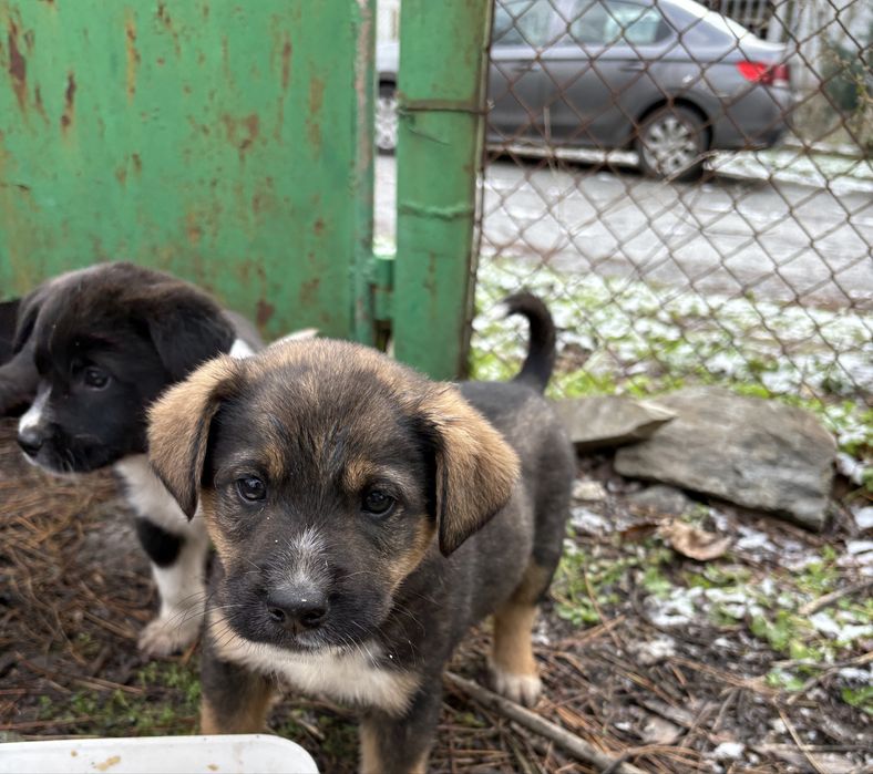 Подарявам кученца