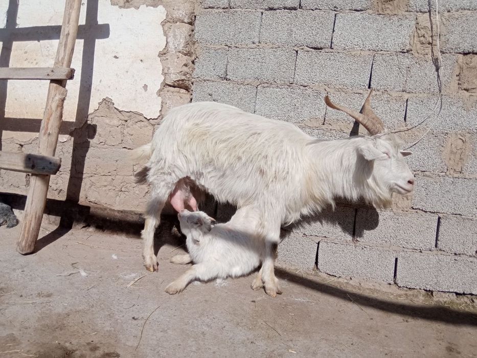 Sutli echkilar bor soni cheklangan