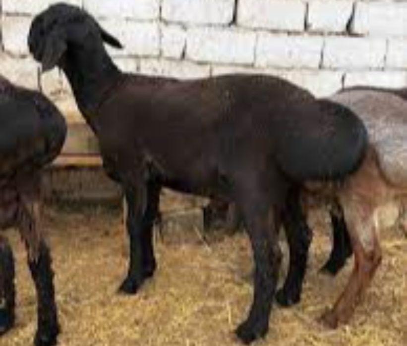 Uchko'prik tumani Soybo'yi mahallasida qo'ylar sotuvda