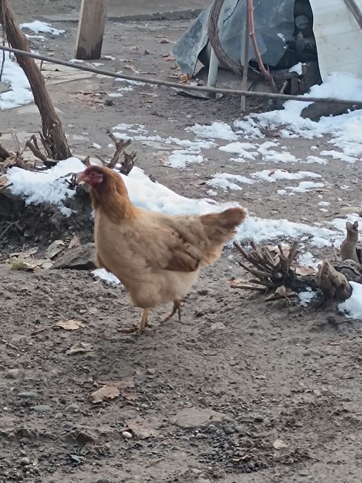 Тауықтар сатлады