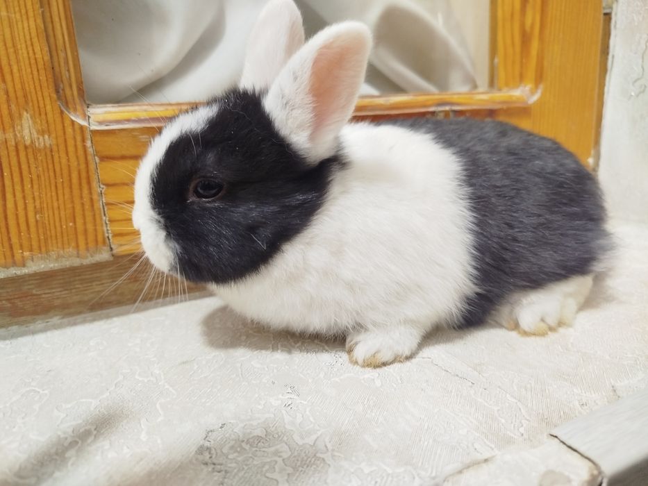 Assalomalekum quyon bolalari sotladi zottor quyon