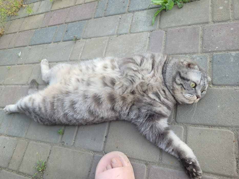Кот в добрые руки