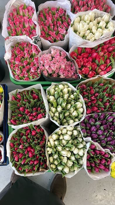 Премиум тюльпаны