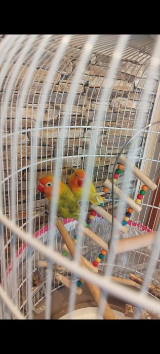 Agapornis , pasarea iubirii