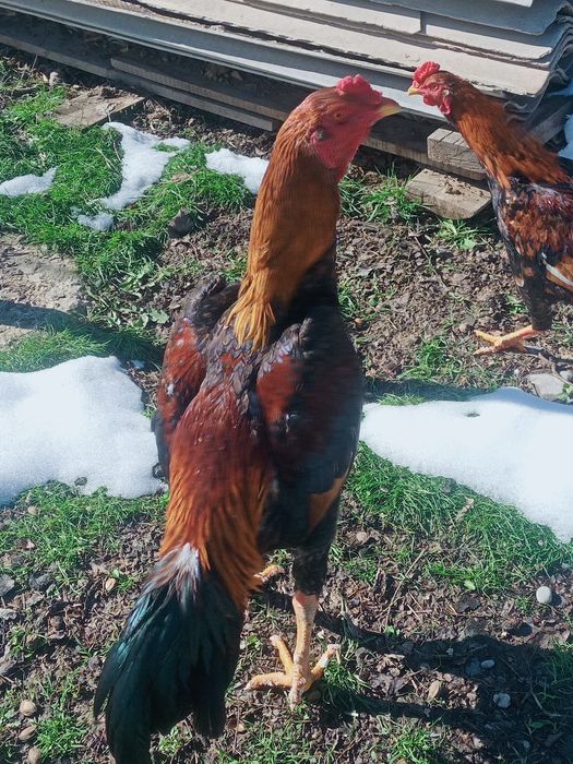 Дакан кораз 1жылдык