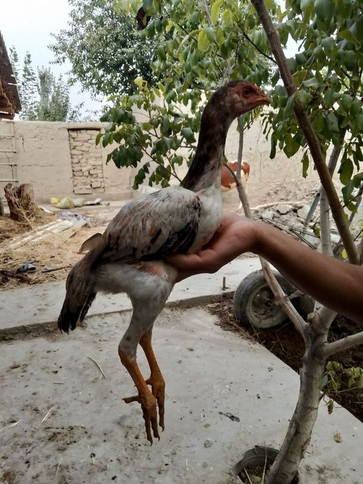 Dakan jujalar sotiladi