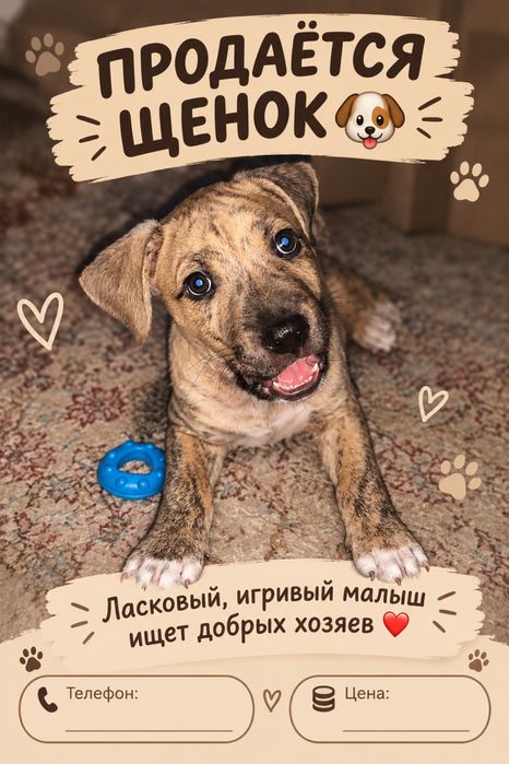 Продам щенка породестый
