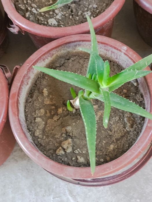 Aloy gullari sotiladi kelishtirib beraman aniq oladiganlar yozsin